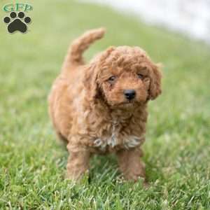 Ollie, Mini Goldendoodle Puppy